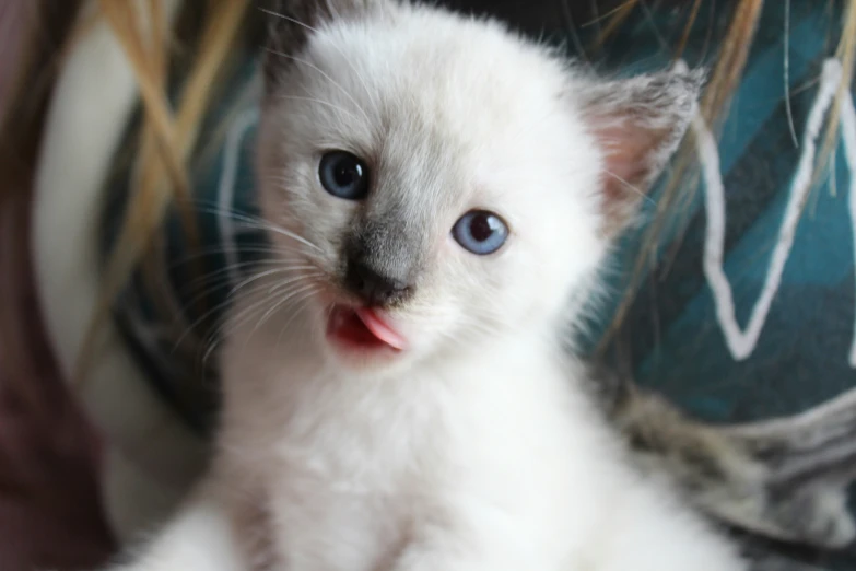 a white kitten sticking its tongue out with it's mouth