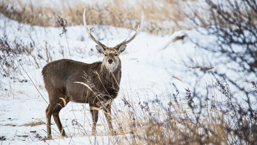 an adult deer standing in the snow covered field