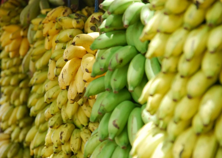 the large bunch of bananas are hanging in the store