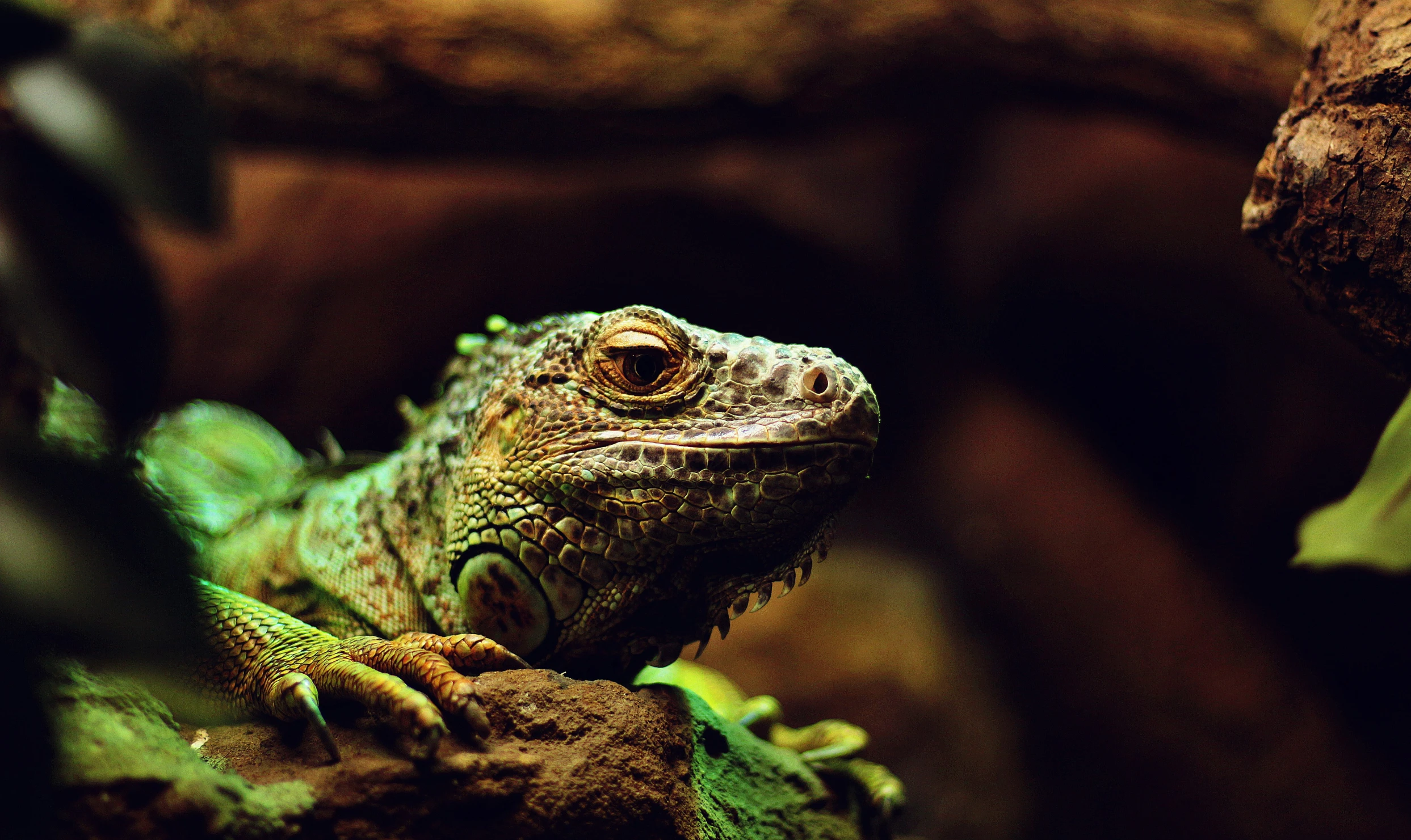 a lizard is seen sitting on top of a nch