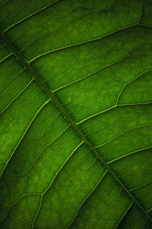 a closeup s of the underside of a green leaf