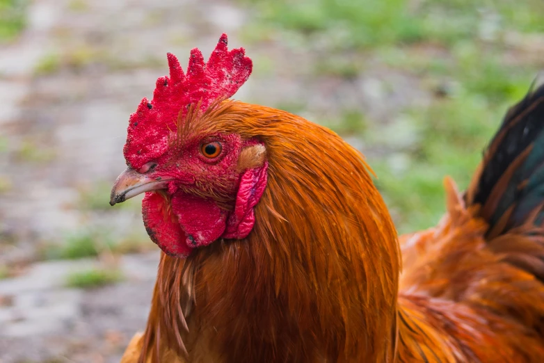 a red and black rooster with a very pretty red head