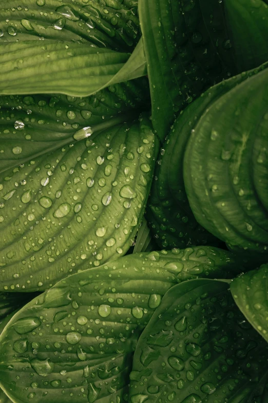 green leaves with water drops on them