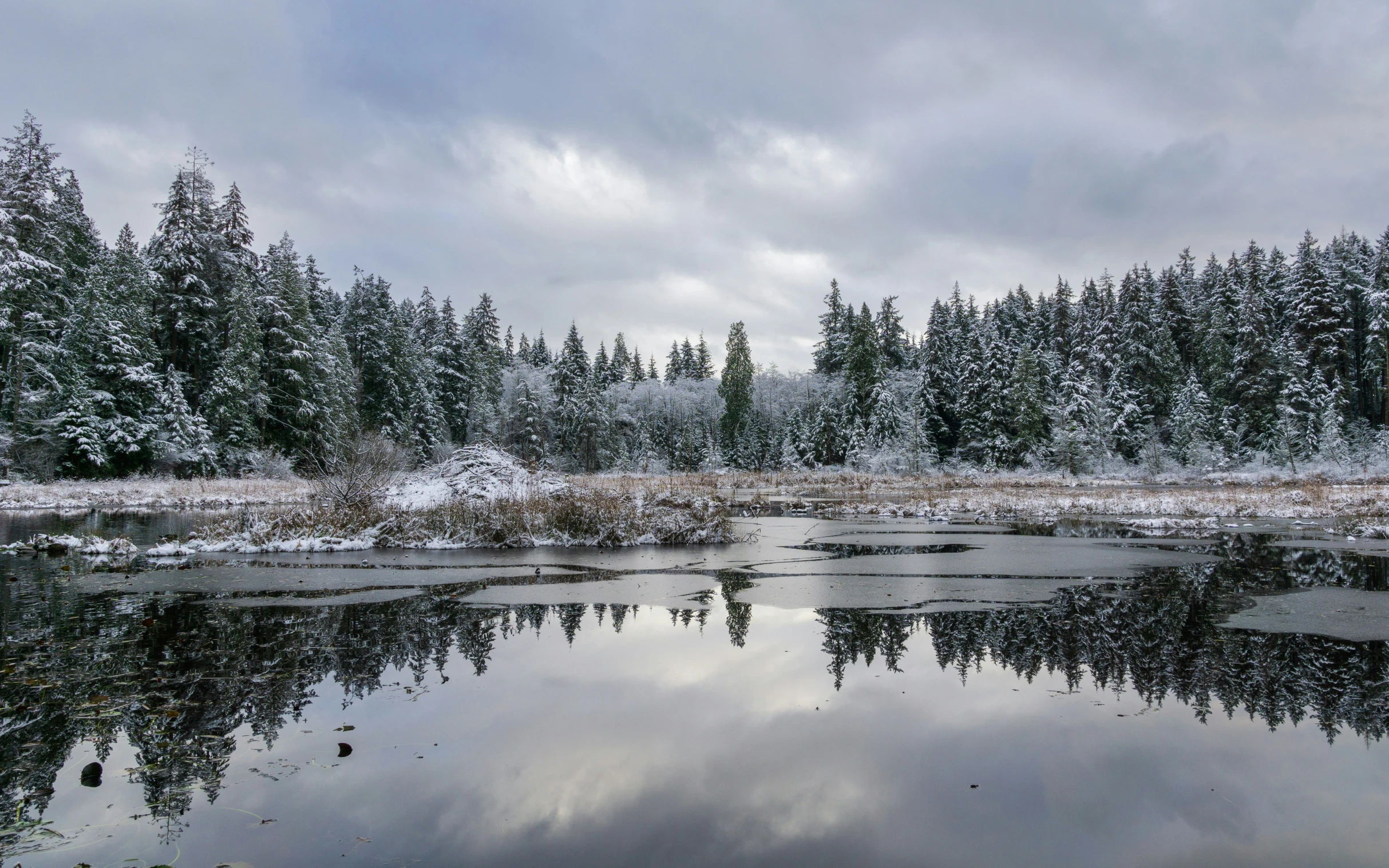 a snow - covered pine forest stands near water as the sun shines on a gloomy day