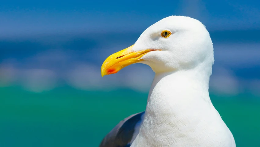 there is a large white bird with a yellow beak