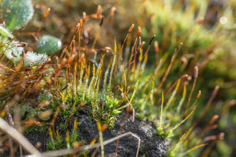 some plants that are growing on a piece of rocks