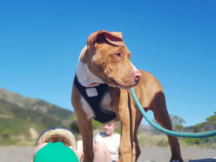 a brown dog standing on top of a beach next to water