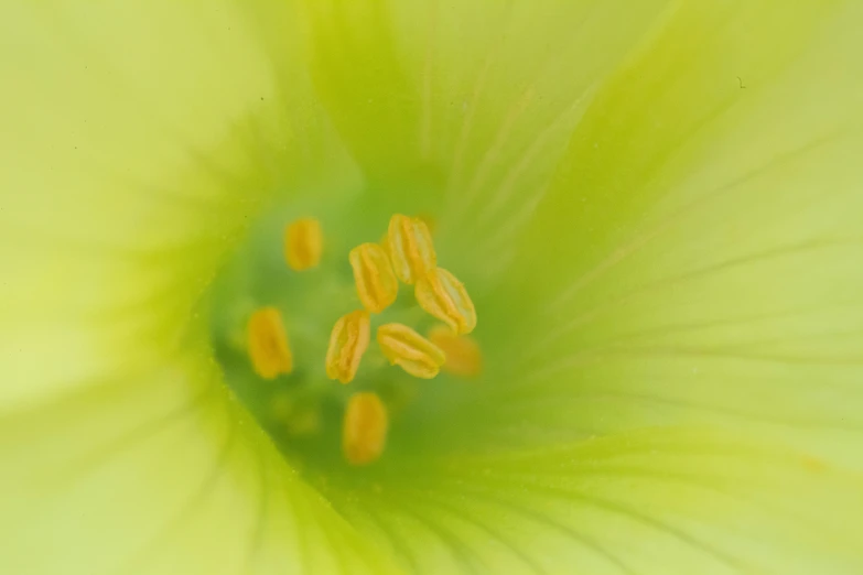 a close up po of the center of an abstract green flower