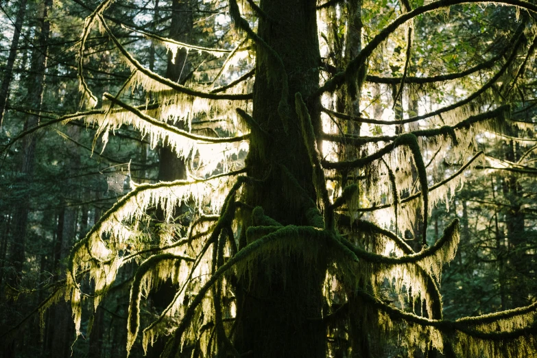 the green and mossy trees in the woods are bright