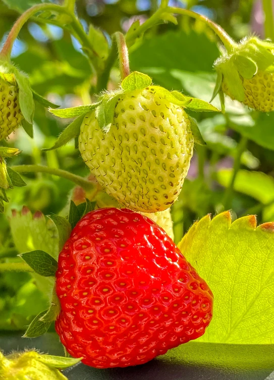 three strawberries are sitting on a bush ready for picking