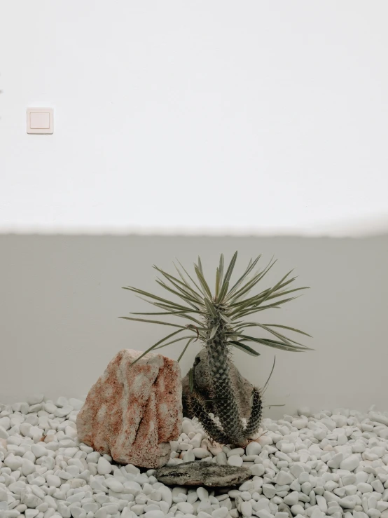 a tiny plant on rocks with a white wall