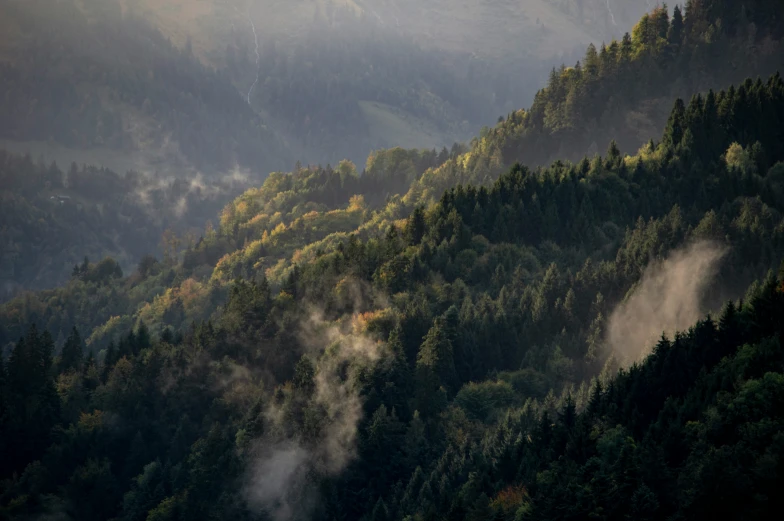 a forest covered in lots of thick fog