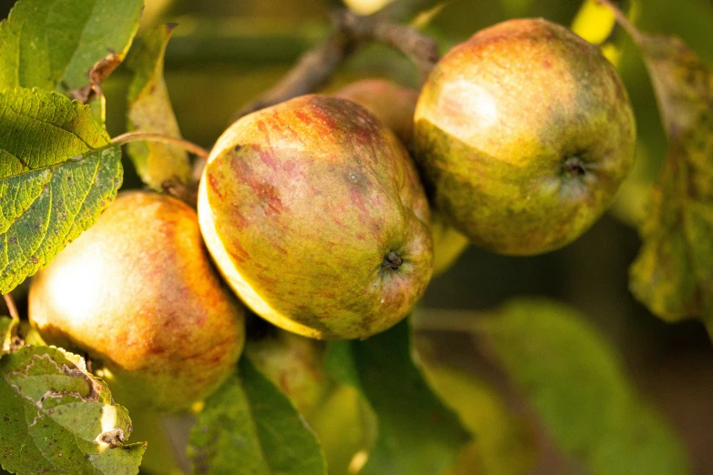 green apples are hanging from the nch of a tree