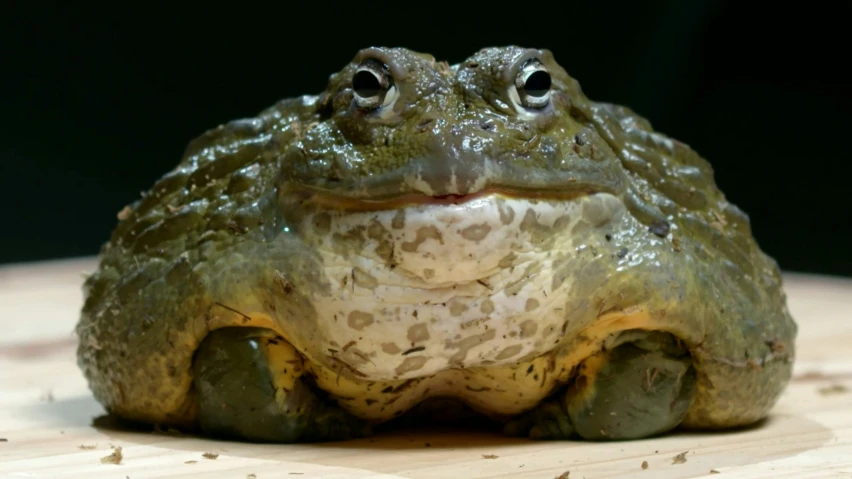 a green frog with a smile is sitting on a piece of wood