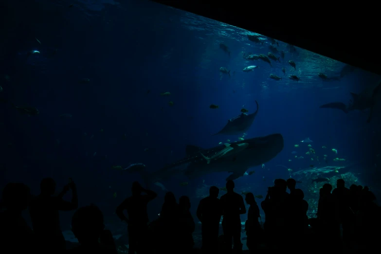 several people watch the shark while other fish swims by