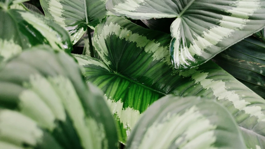 many leaves are green and white and brown