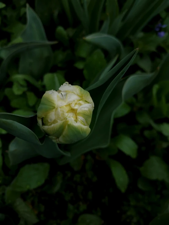 a small yellow flower is on a bush