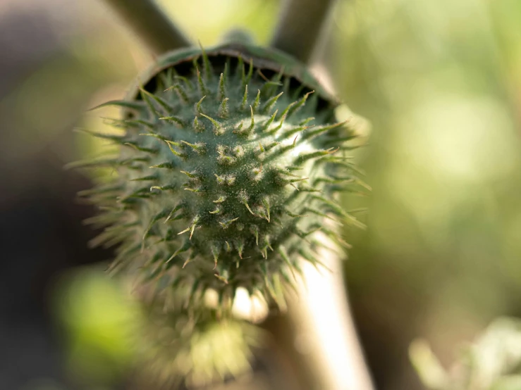 a green plant with leaves in the background