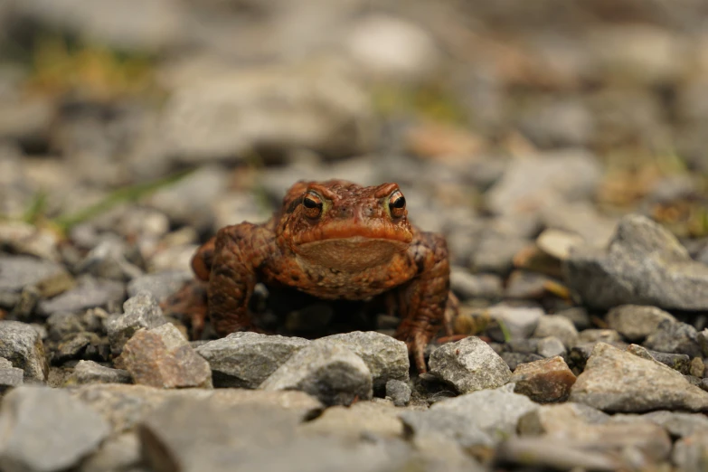 a frog is on the ground among rocks