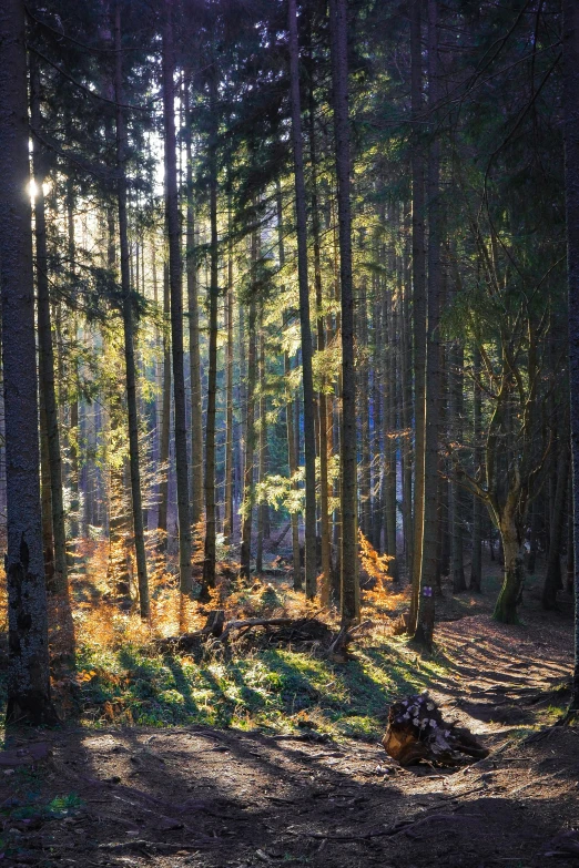 sun shines through a wooded area in the forest