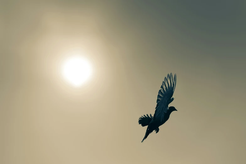 a bird flies into the sun as it passes over a house