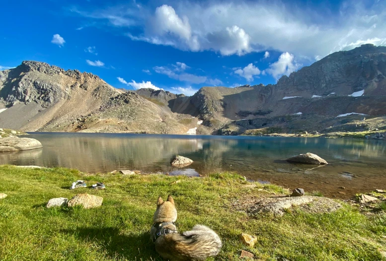 an animal laying on the grass in front of some water