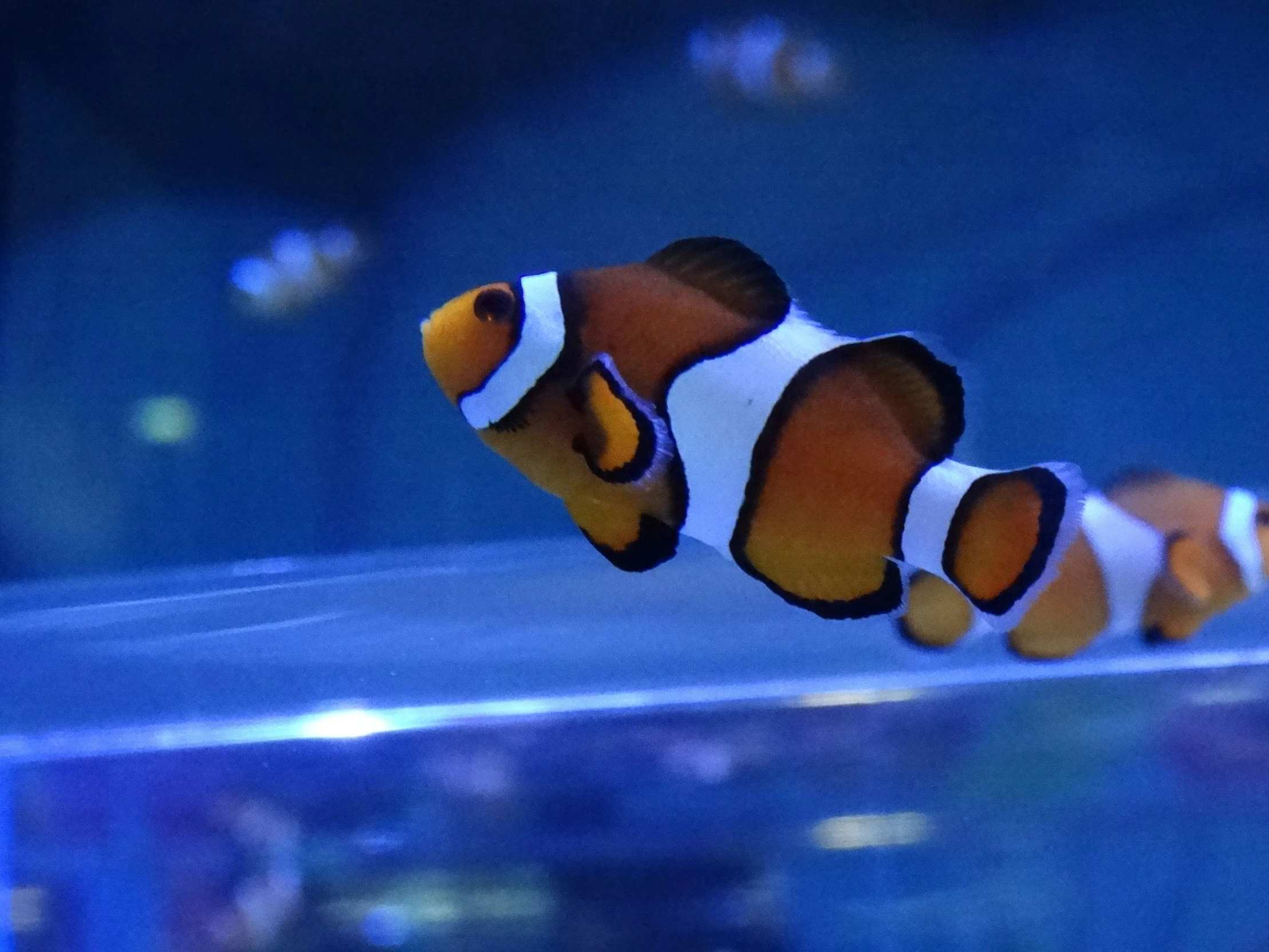 an clownfish sitting alone in its aquarium tank