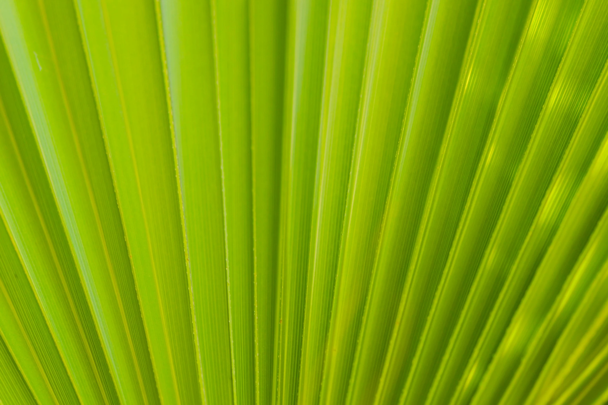 a close up of green leaf from the outside