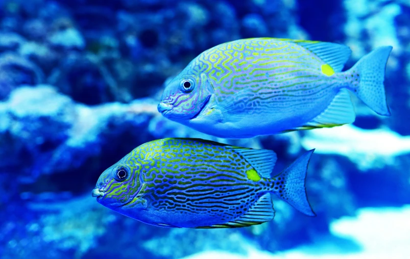 two large blue fish in an aquarium