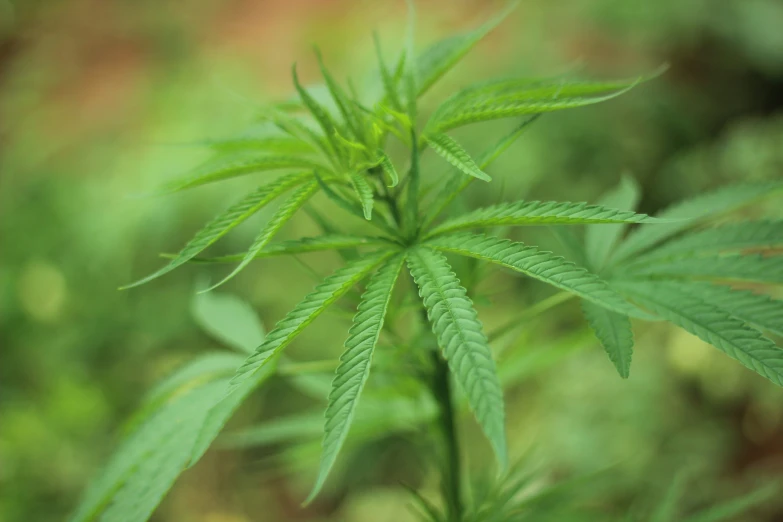 a large weed in the middle of a forest