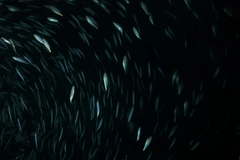 a large school of fish swimming in the ocean