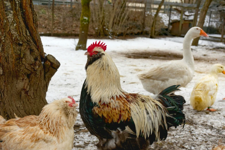a flock of chickens and roosters are in the snow