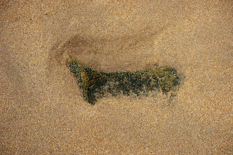 a animal that is laying down on the sand