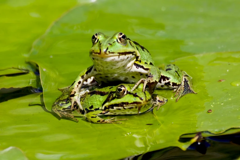 two frogs sit on green lily pad on sunny day