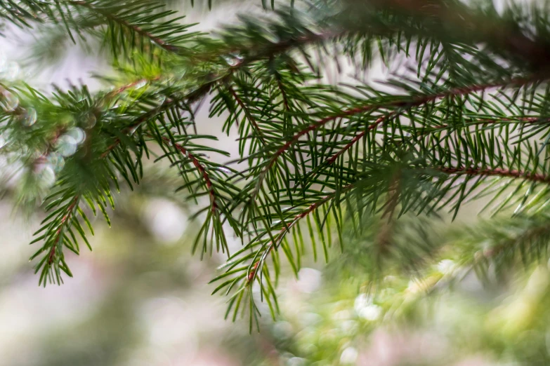 the needles on an evergreen tree are clearly visible