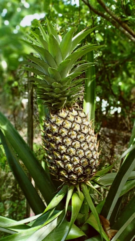 a ripe pineapple on a tree with leaves