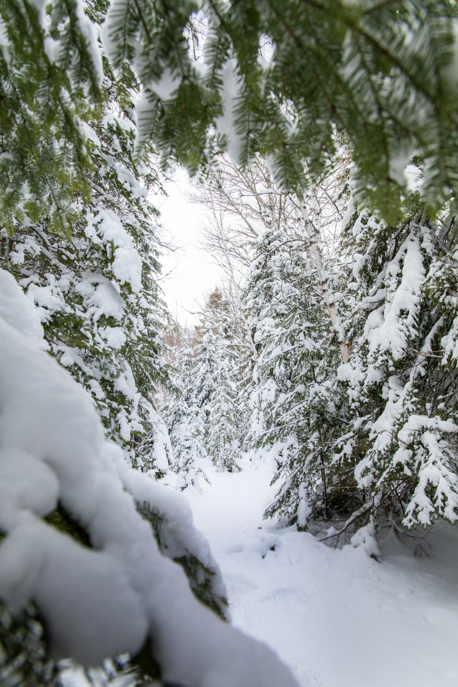 the snowy road leads up to a very narrow tree lined area