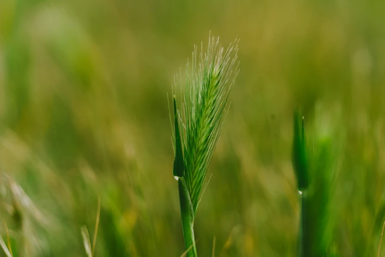 a lone seed on some long grass