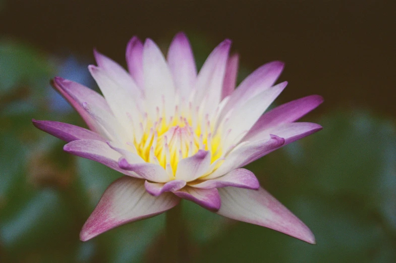 a purple lotus sitting on top of a leaf covered field