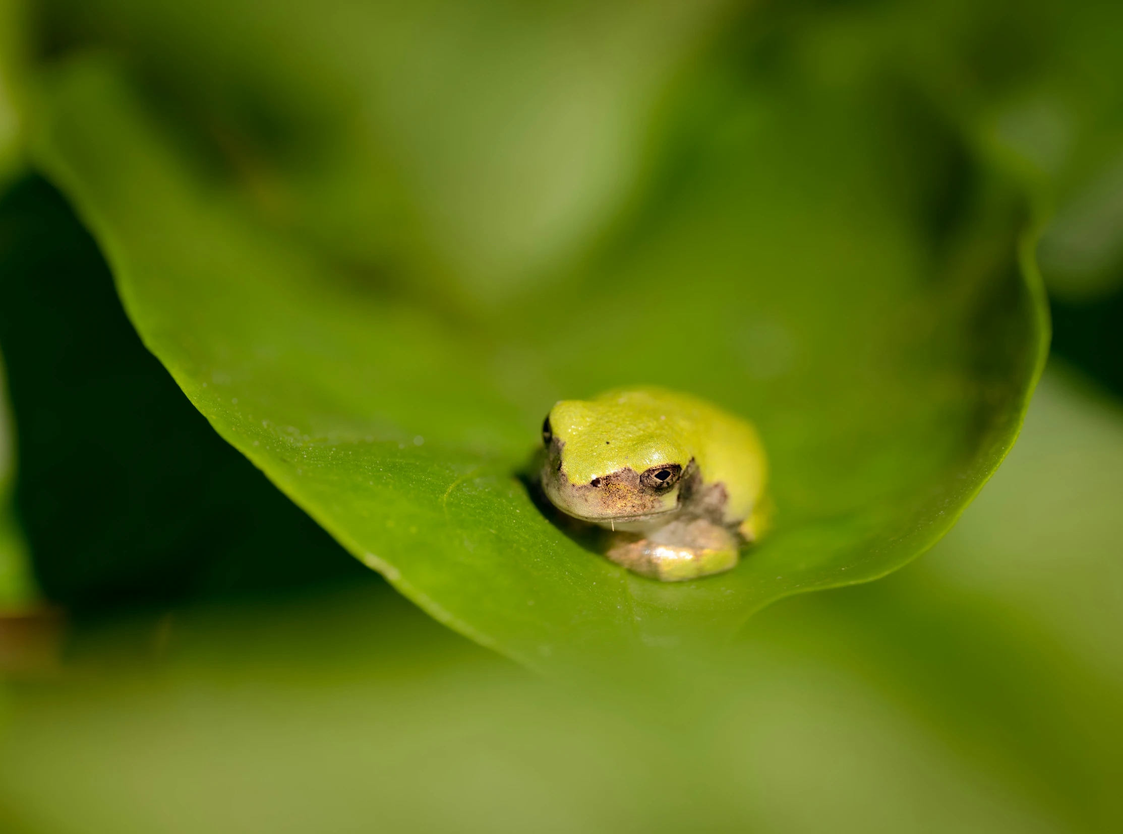 a little frog is sitting on the top of a green leaf