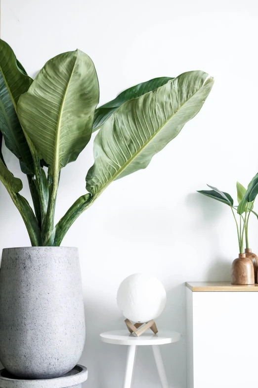 a plant in a white pot next to a stool