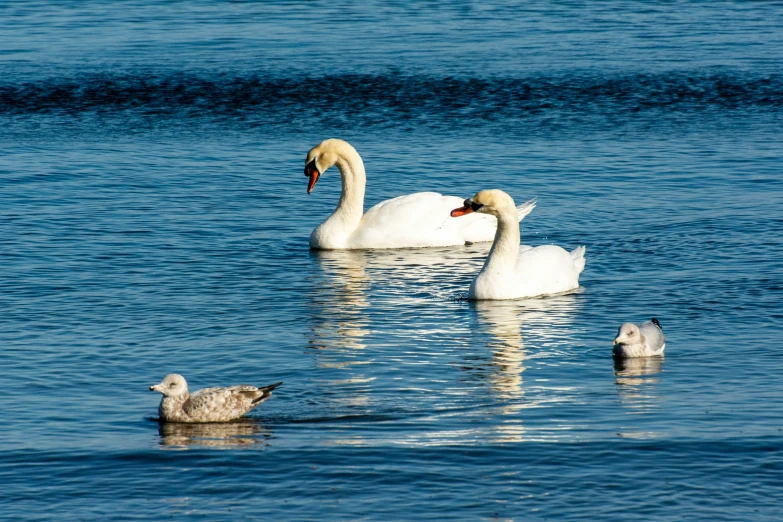 two white swans and three other swans swimming