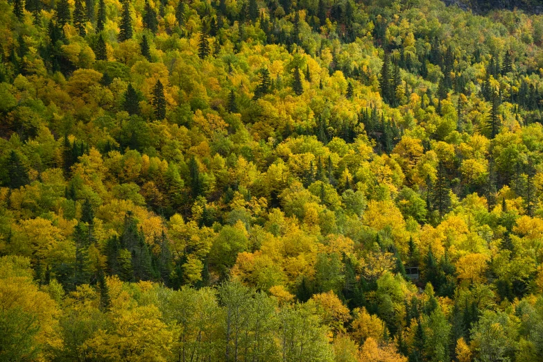 many trees are green and yellow near a forest