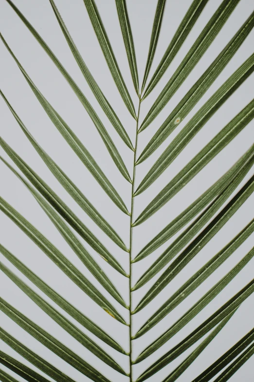 close up of the underside of a green leaf