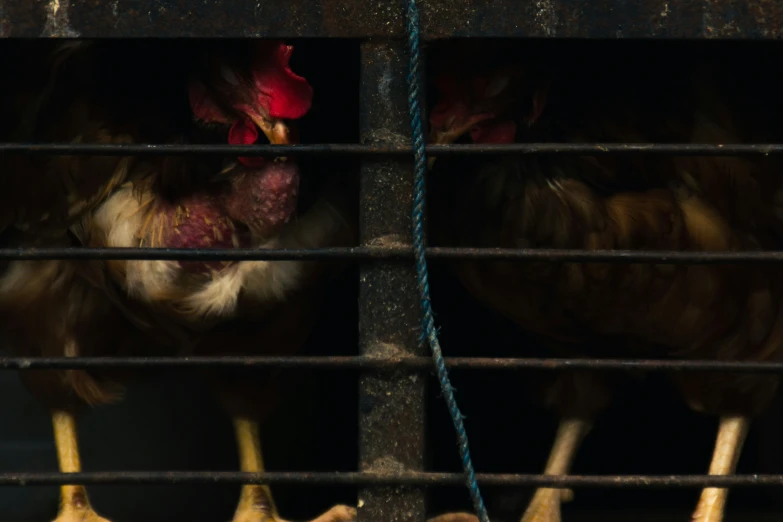 two chickens are locked up together and looking in to the other direction