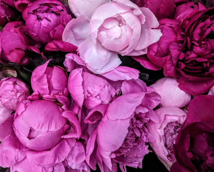 the large flower is pink and white