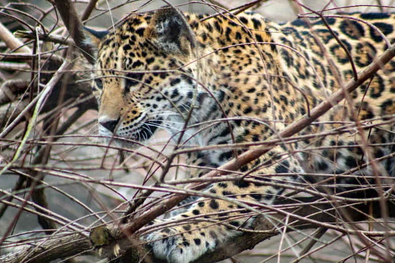 a big jaguar in a tree eating some food