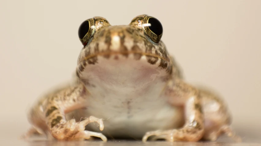 an image of the frog that is looking up