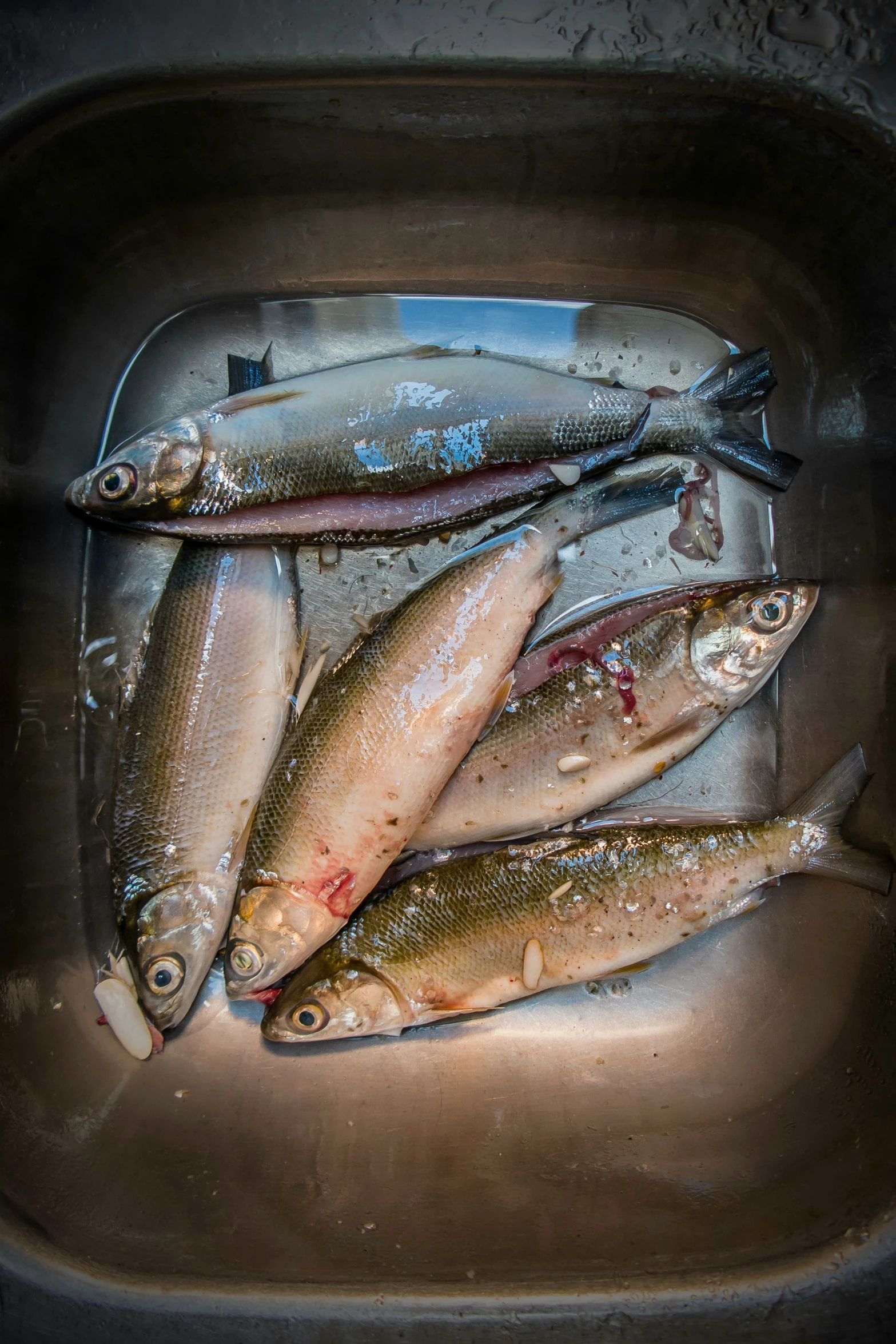 several fish that are sitting in the sink