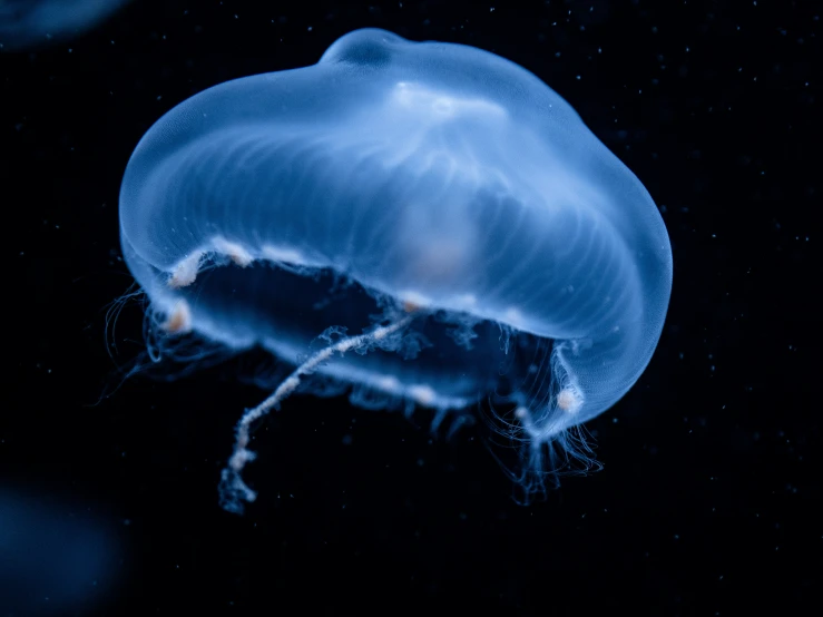 a blue jellyfish floats underwater on its black background